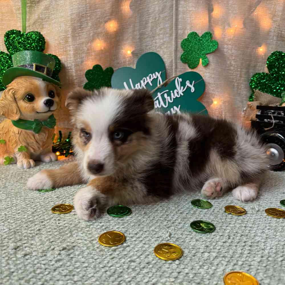 carousel pet images