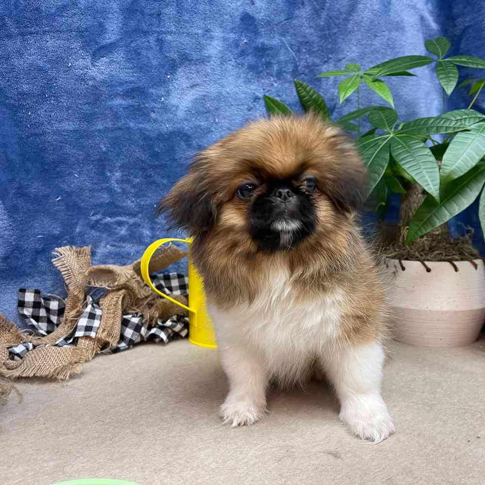 carousel pet images