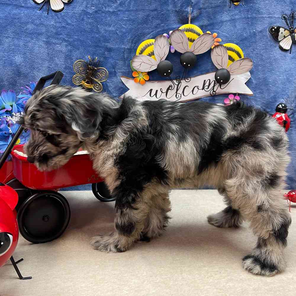 carousel pet images