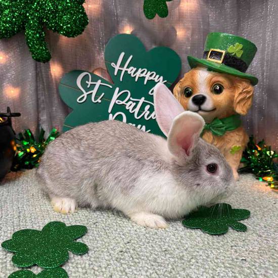 Holland Lop Mini Rex Mix