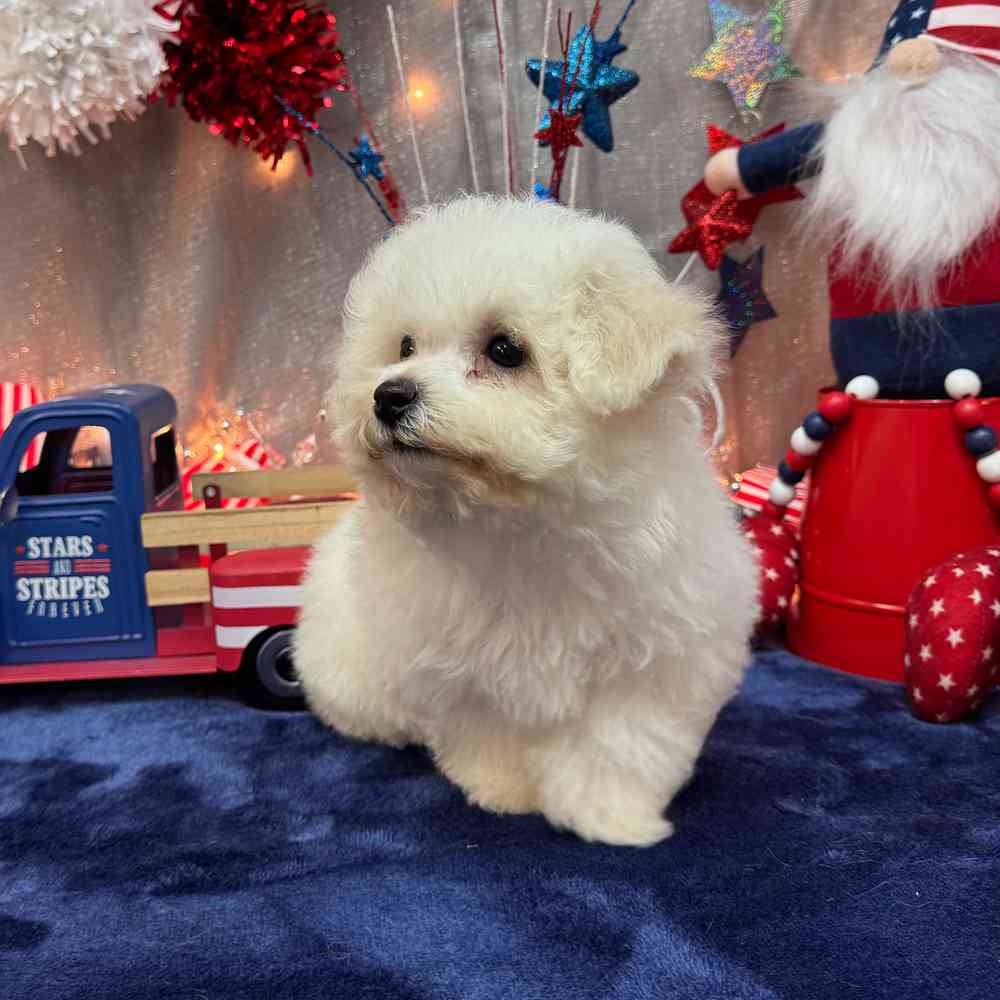 carousel pet images