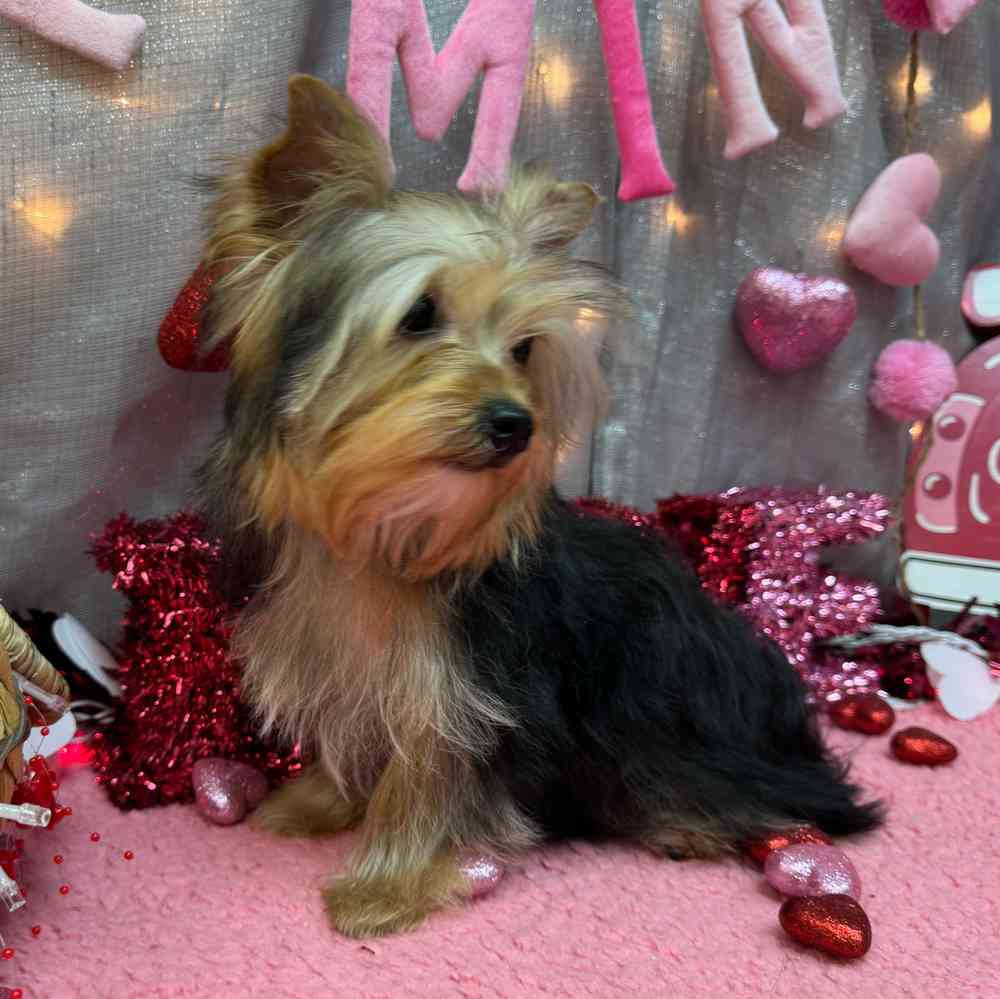 carousel pet images
