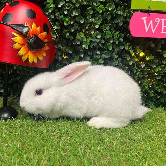 Flemish Giant Holland Lop Mix