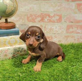 Dachshund