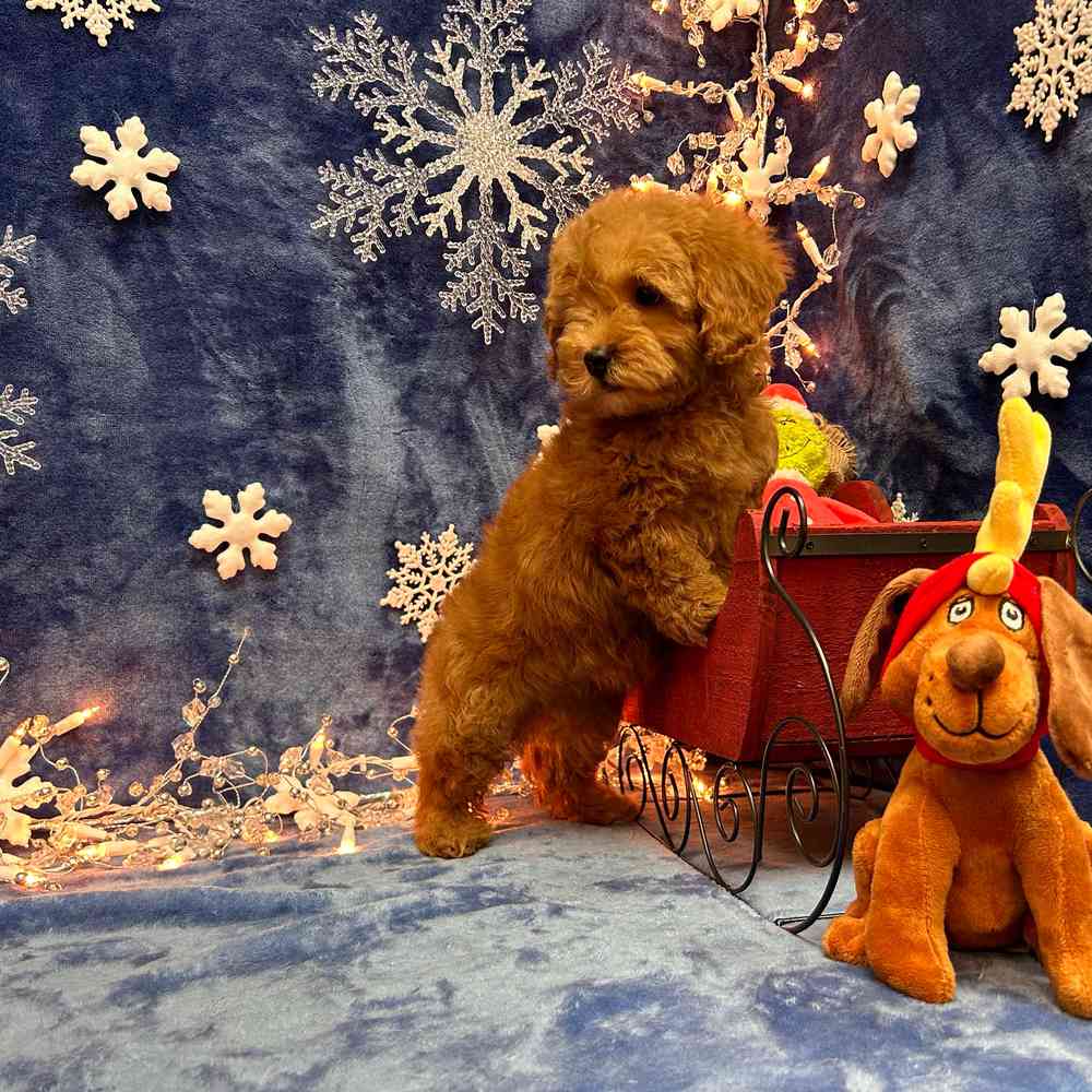 carousel pet images