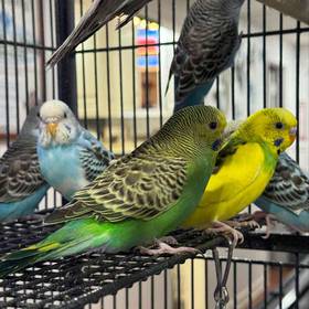 Parakeet