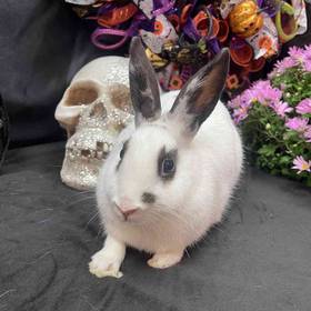 Rabbit