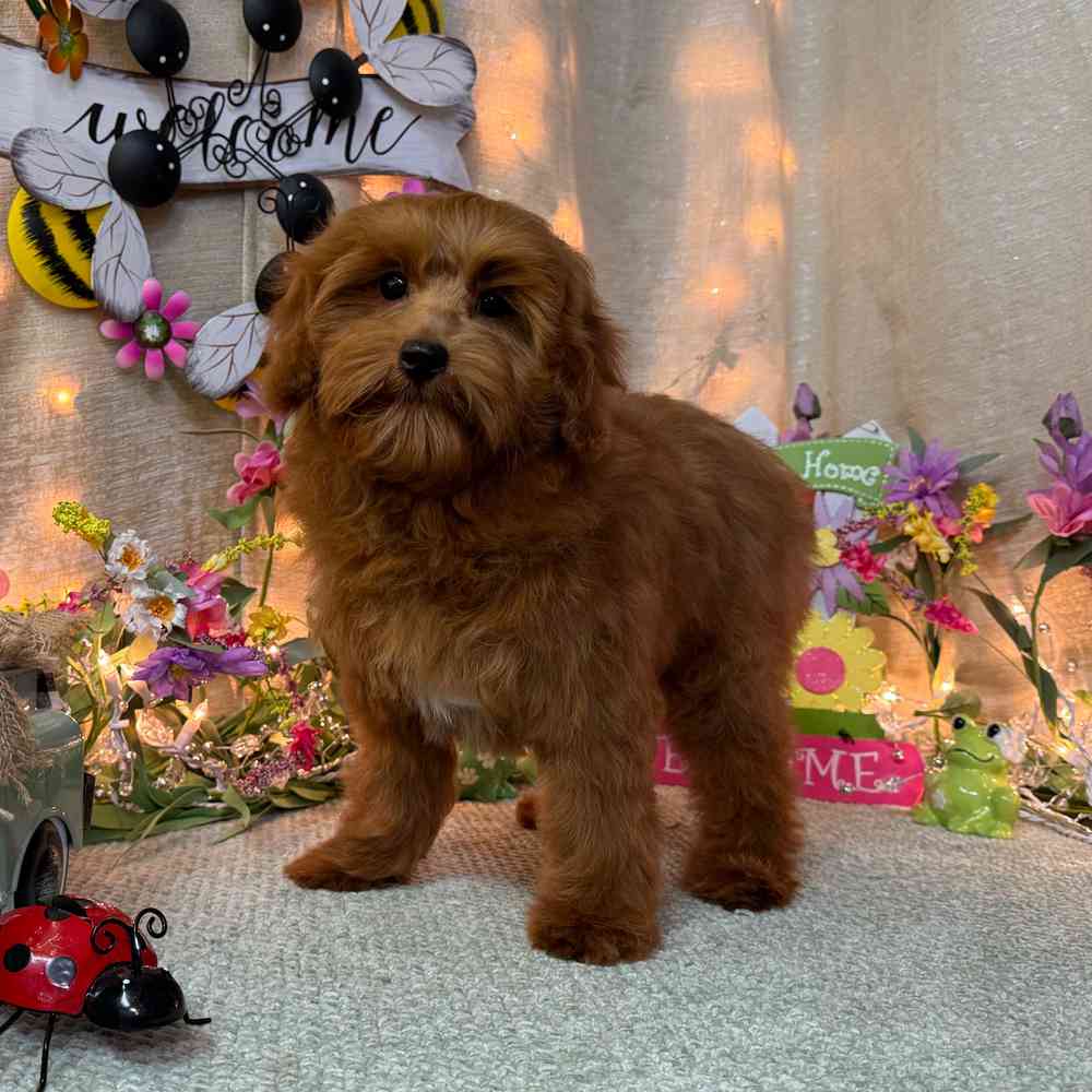 carousel pet images