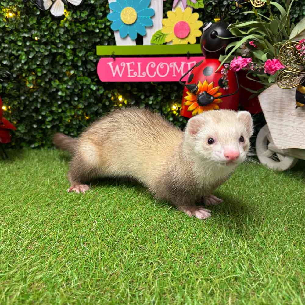 carousel pet images