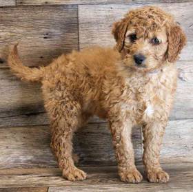 Goldendoodle