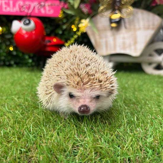 Hedgehog