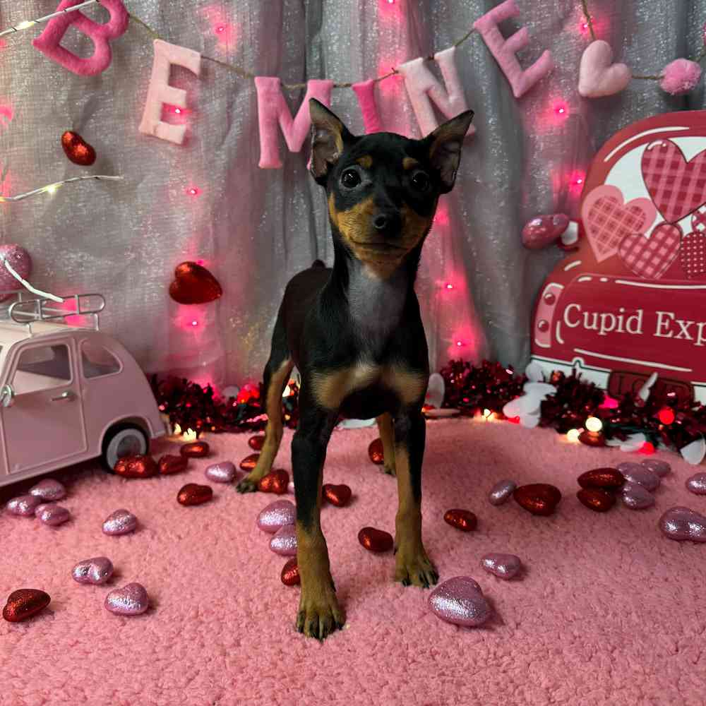 carousel pet images