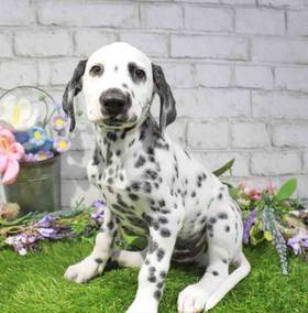 Dalmatian