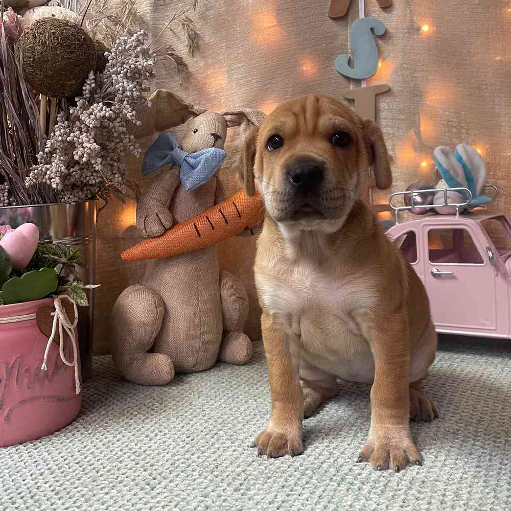 carousel pet images