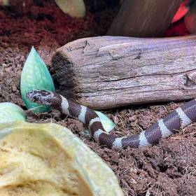 California King Snake