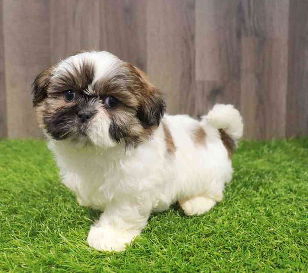 Image of a pet breed in the gallery