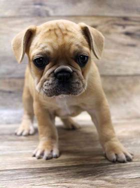 French Bulldog