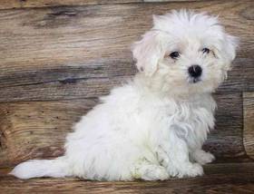 Maltese
