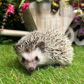 Hedgehog