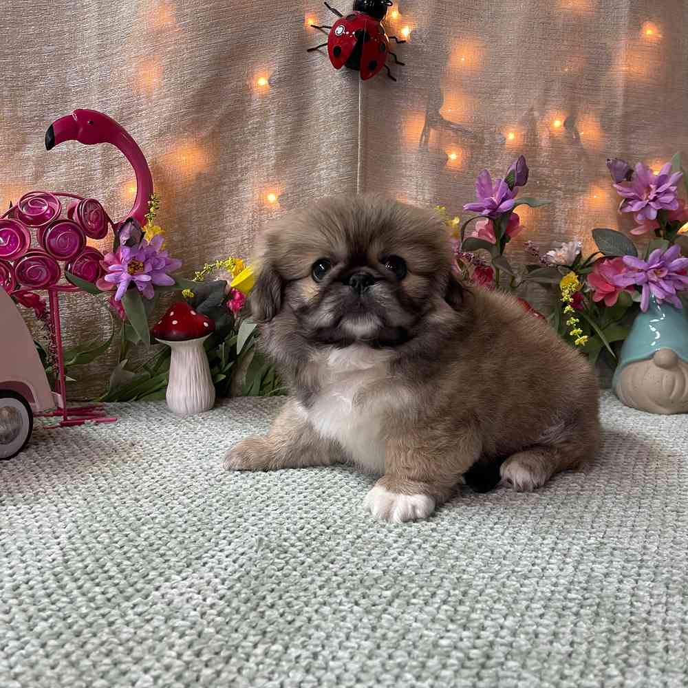 carousel pet images