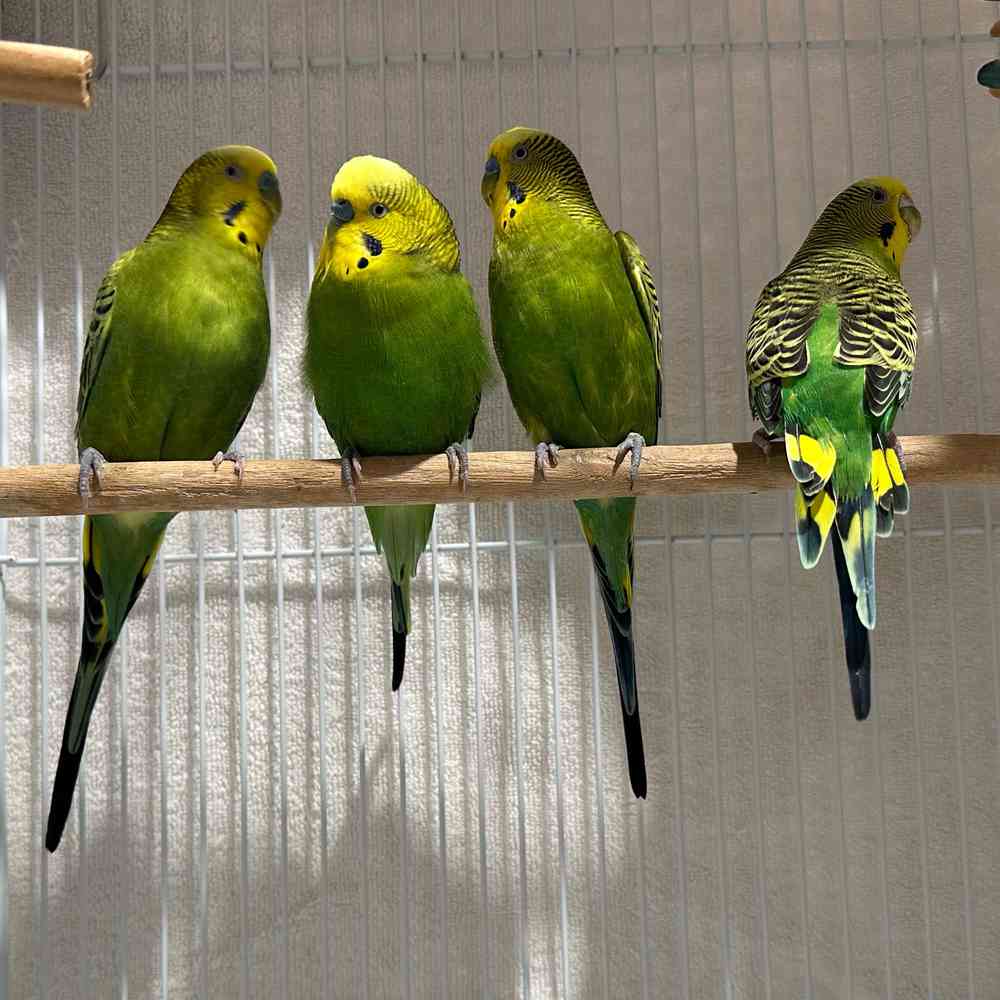 carousel pet images