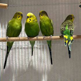 Parakeet