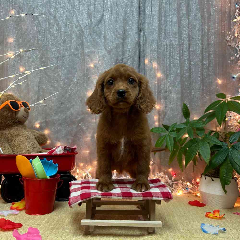 carousel pet images