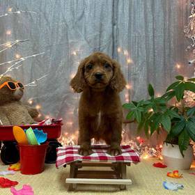 Cavapoo