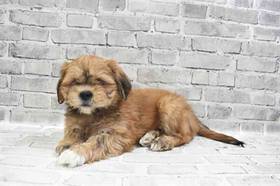 Lhasa Apso