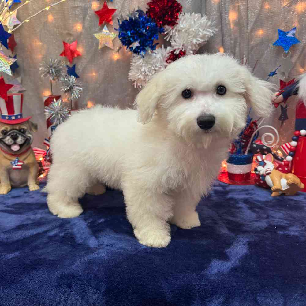 Image of a pet breed in the gallery