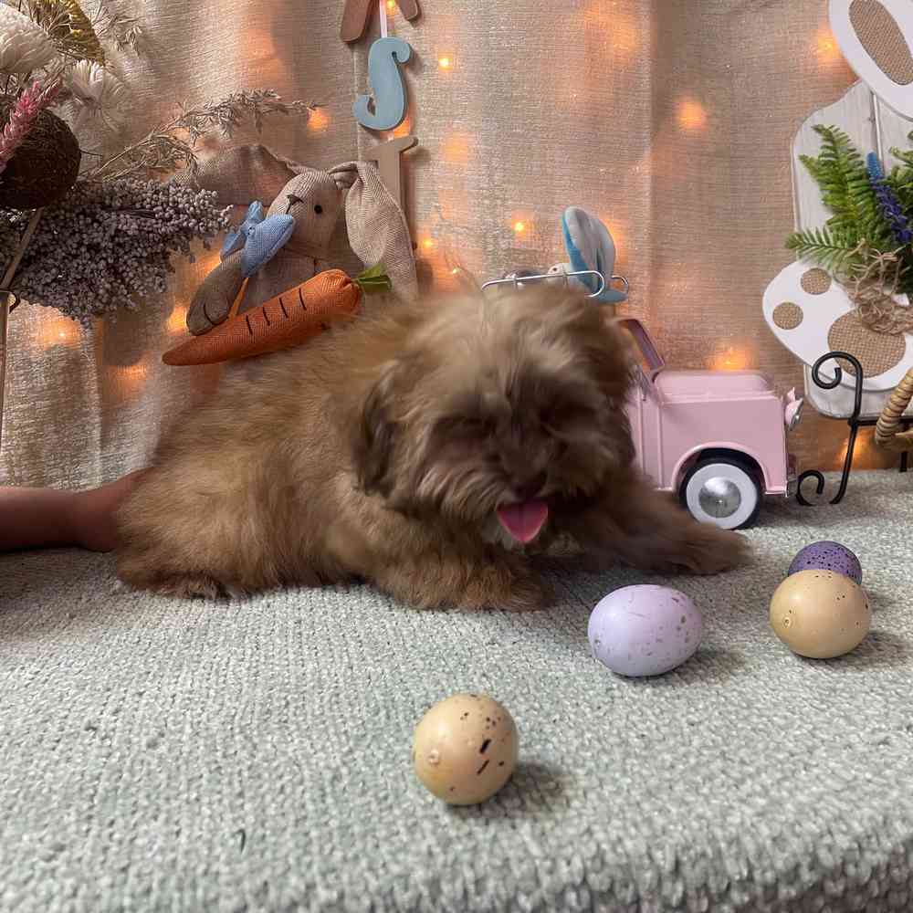 carousel pet images