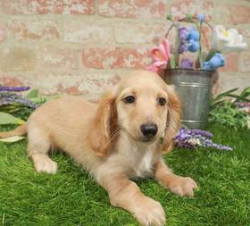 Dachshund