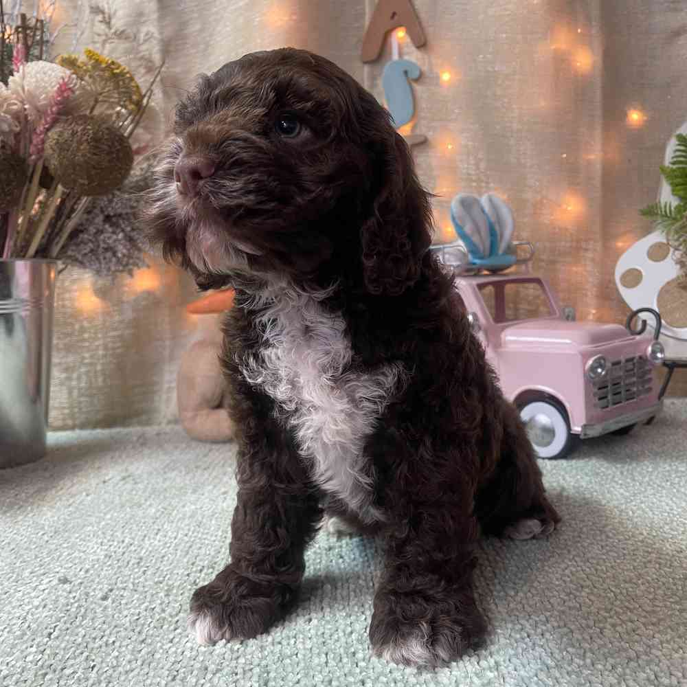 carousel pet images
