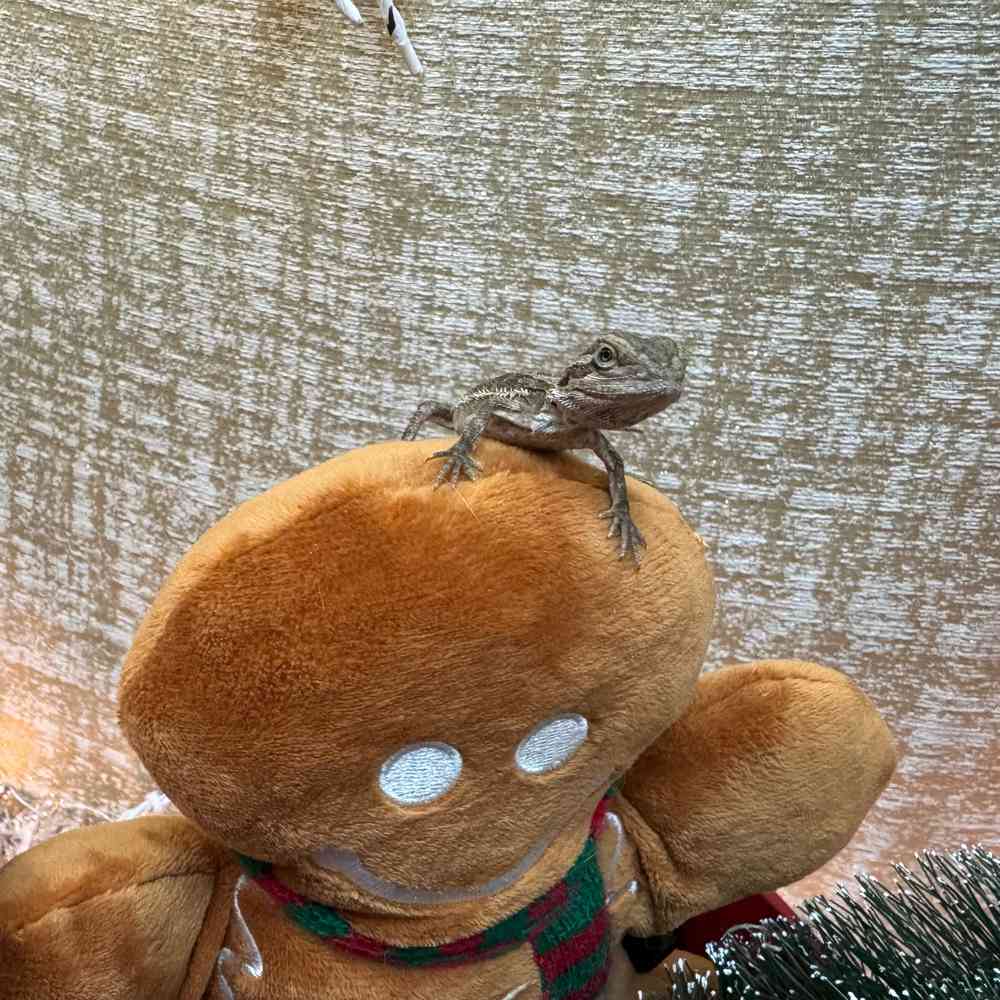 carousel pet images