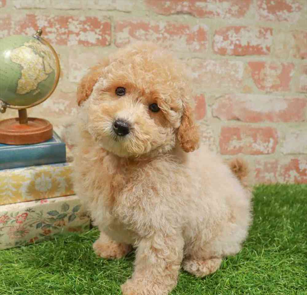 carousel pet images