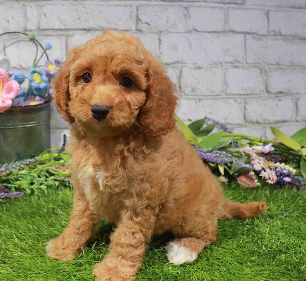 carousel pet images