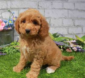 Cavapoo