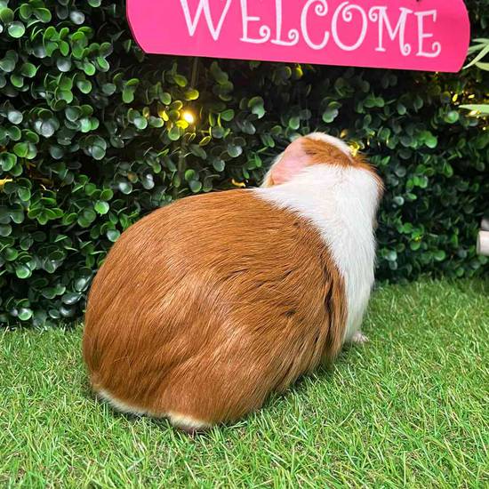 Adoption Guinea Pig
