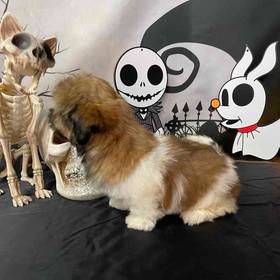 Shih Tzu