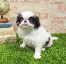 Japanese Chin