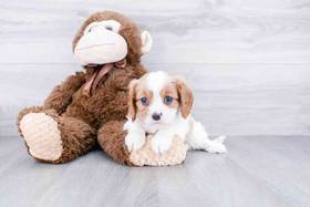Cavalier King Charles Spaniel