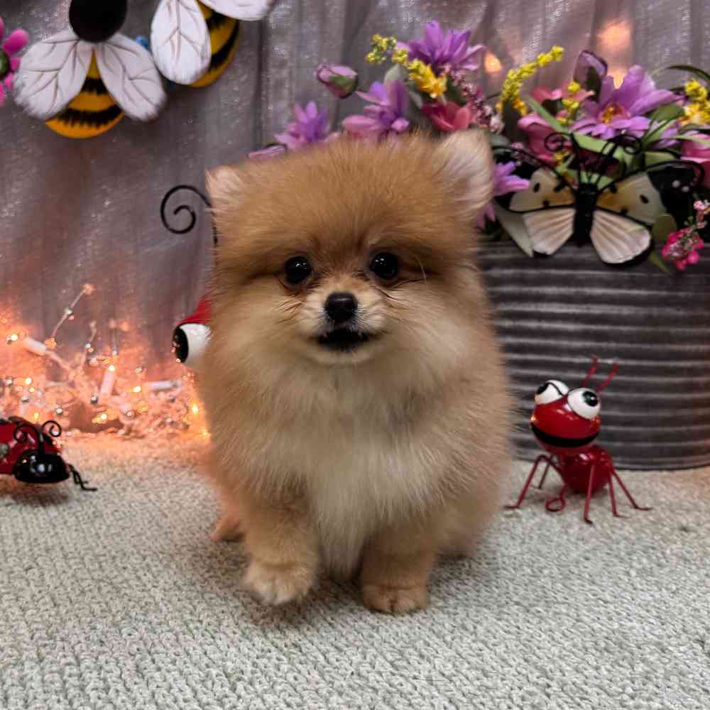 carousel pet images