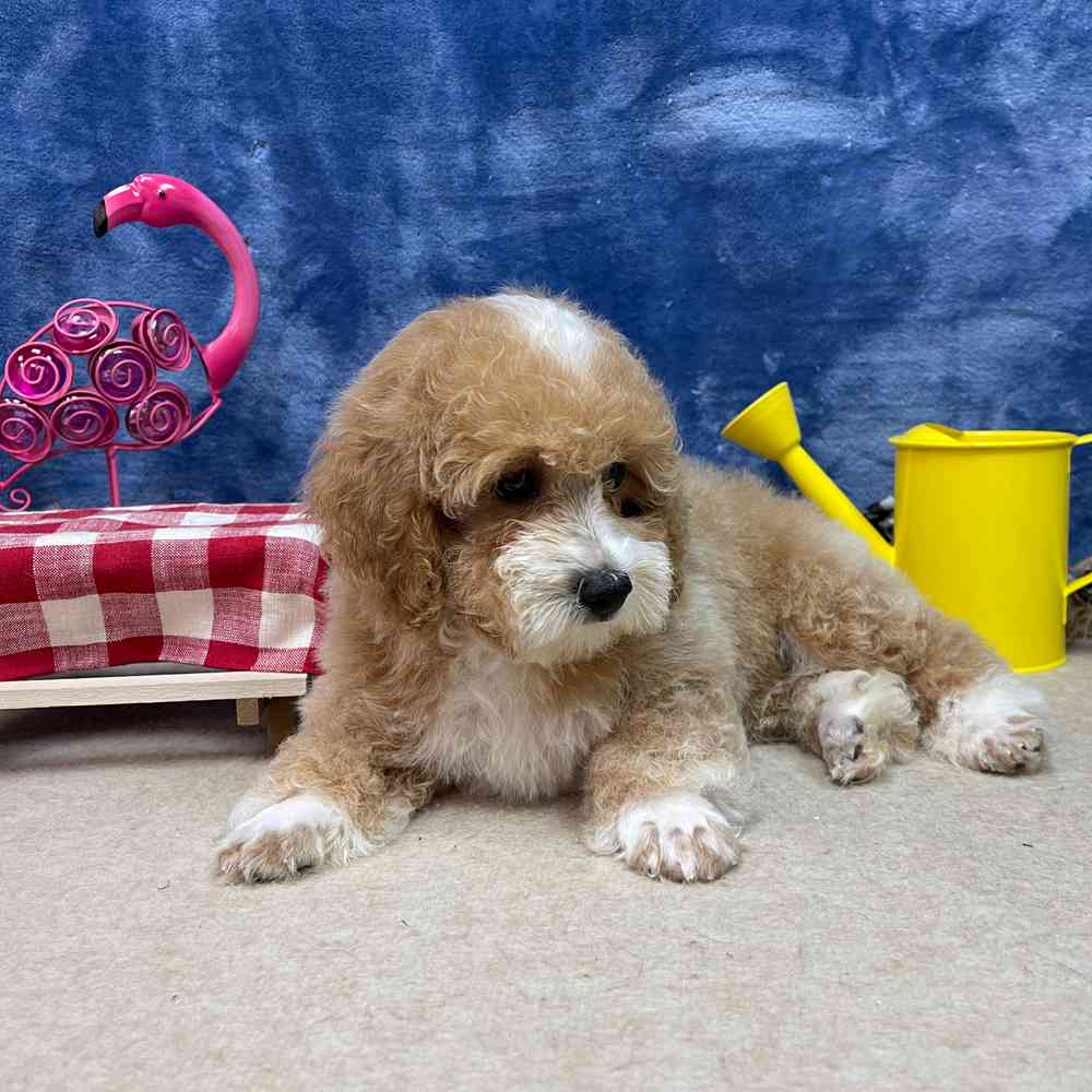 carousel pet images