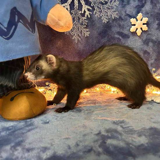 Small Animal for Sale Pets Plus Stafford