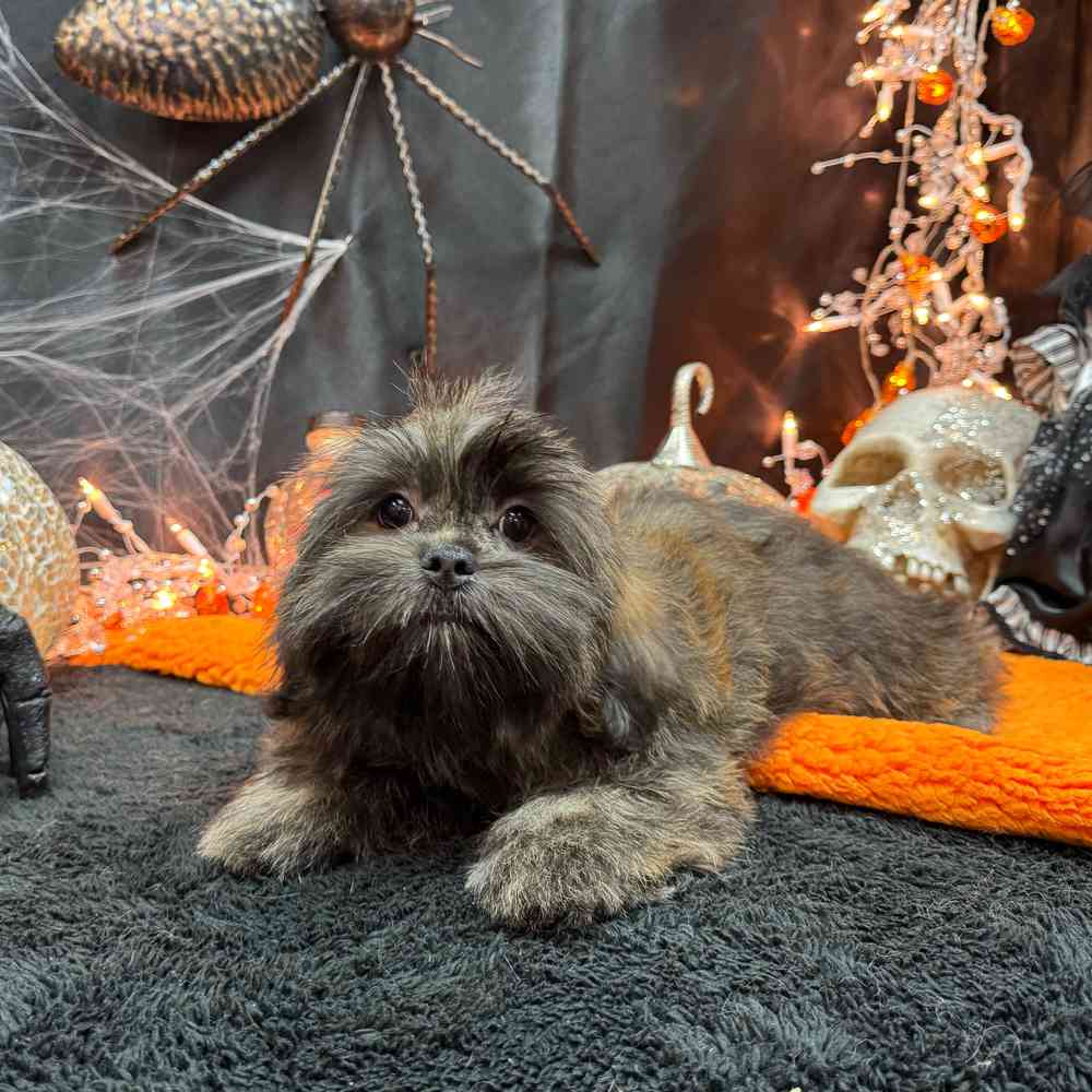 carousel pet images