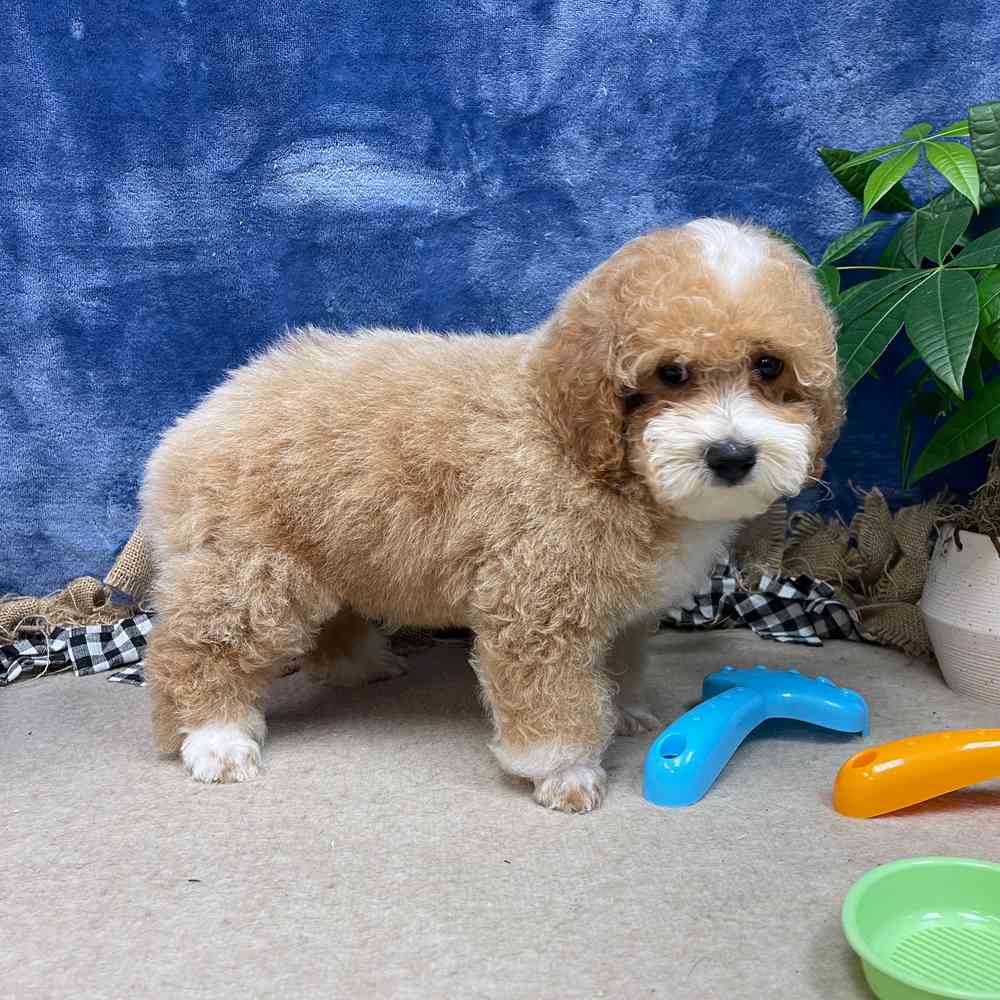 carousel pet images