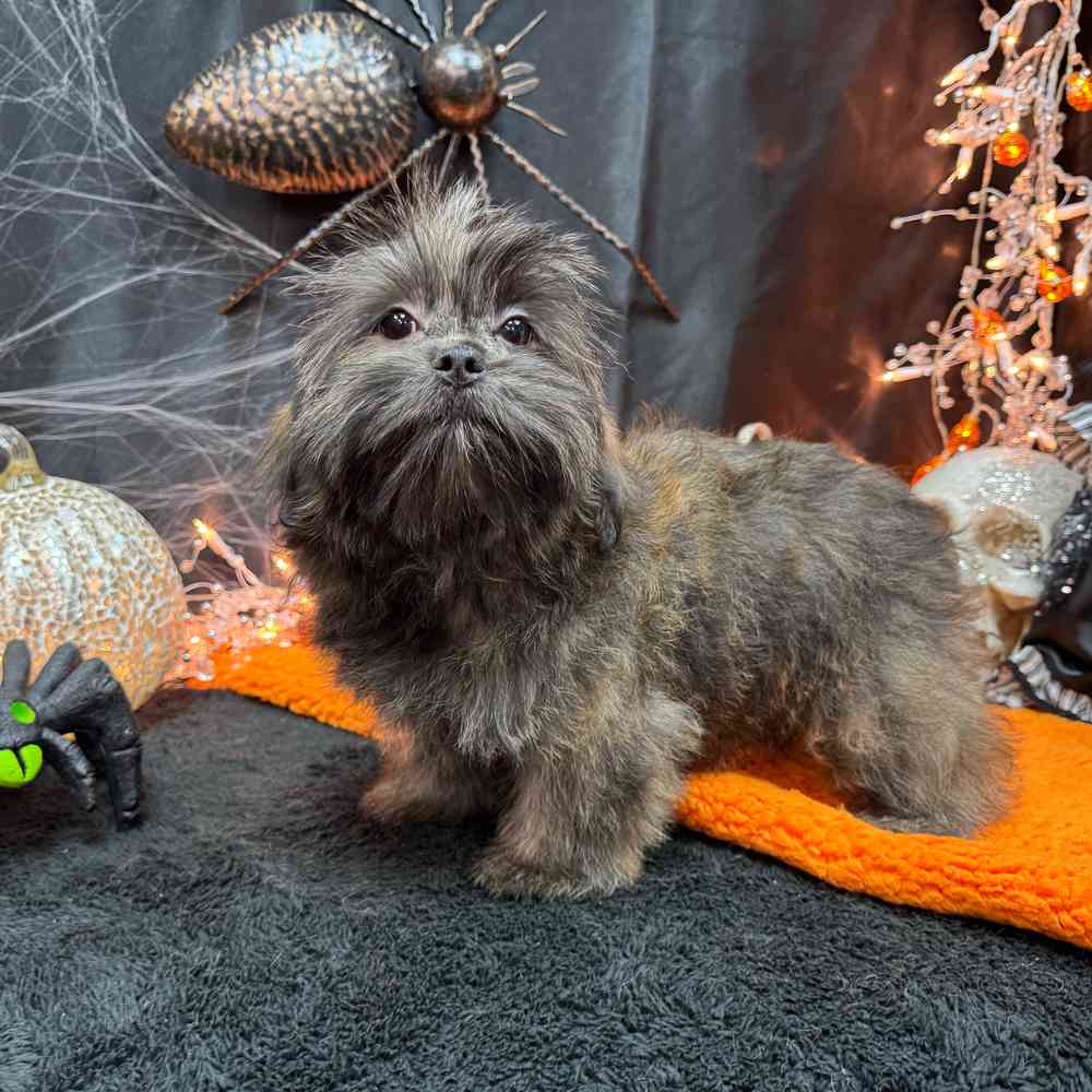 carousel pet images