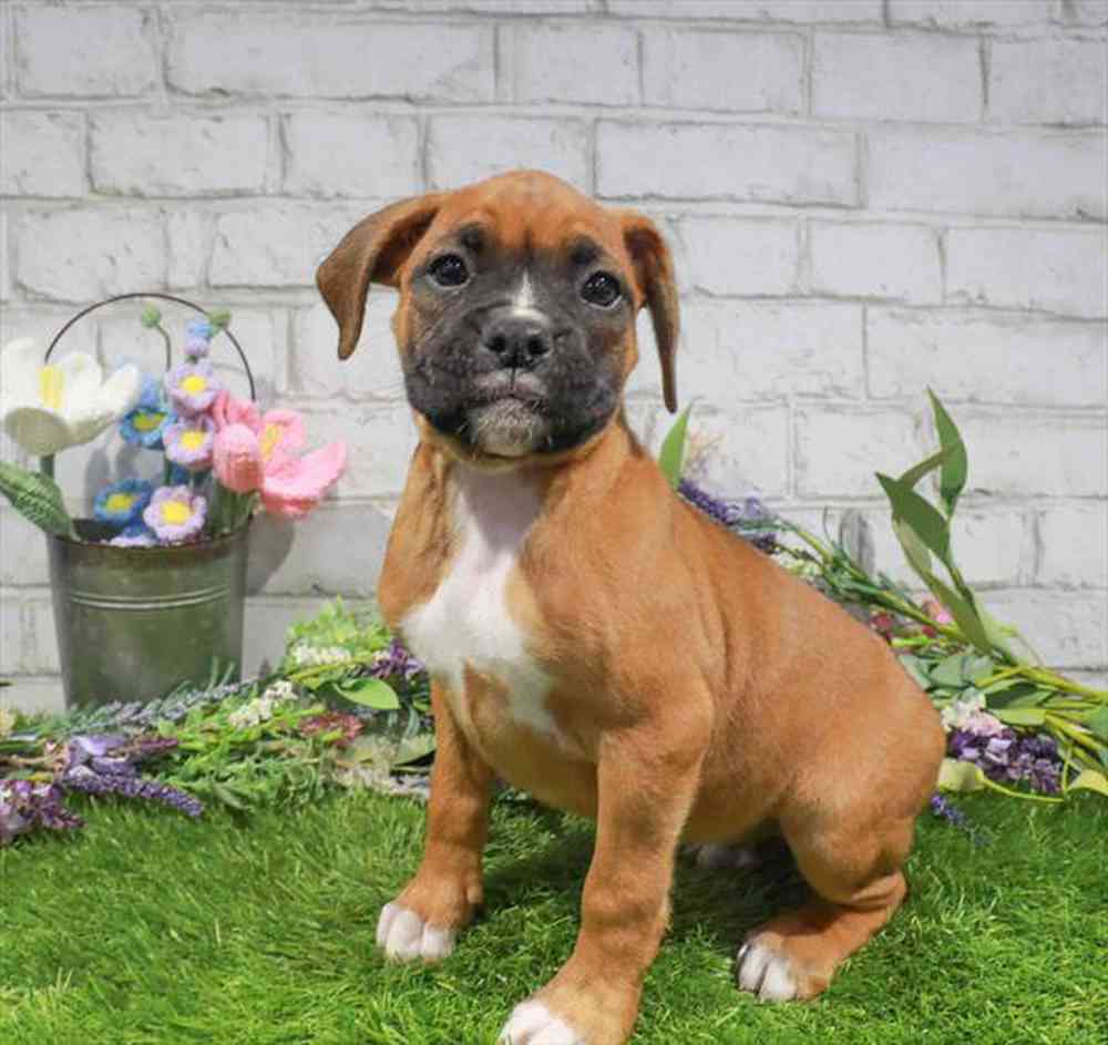 carousel pet images