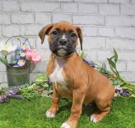 Boxer