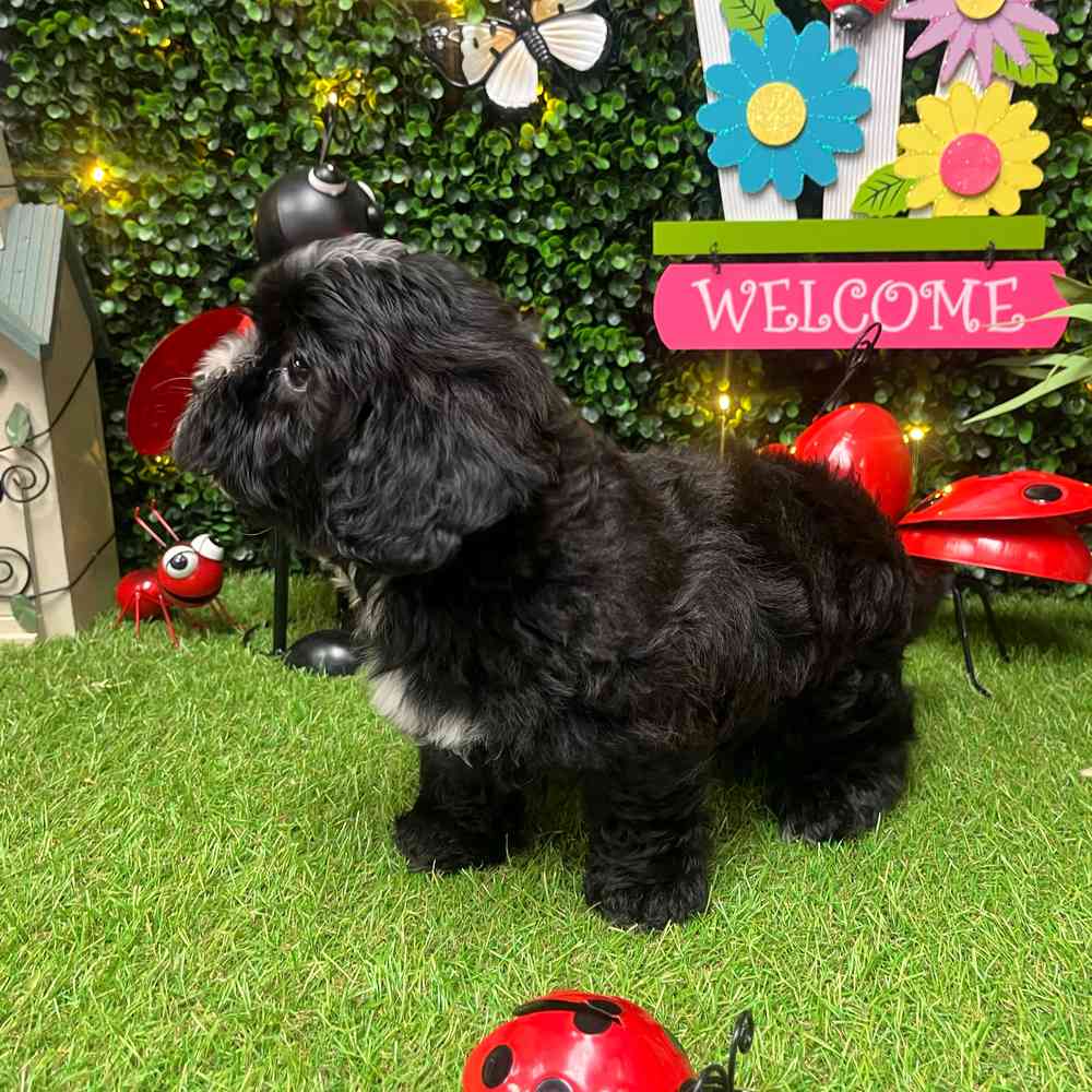 carousel pet images